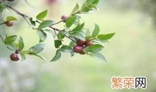 采摘茶油果的方法 它采摘之后怎么收藏