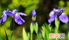 什么花能入药就能开花 什么花能入药