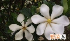 什么花能吃 什么花能吃?