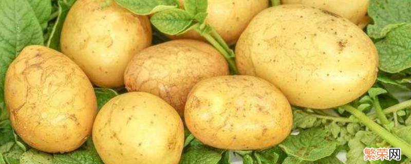 土豆品种有哪些 云南土豆品种有哪些