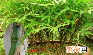 紫竹的盆栽种植方法 紫竹的盆栽种植方法图片