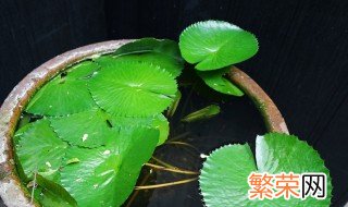 鱼池内盆栽莲藕的种植方法 鱼池内盆栽莲藕的种植方法视频