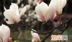 为什么家里不要种玉兰花 家里不能种玉兰花的原因