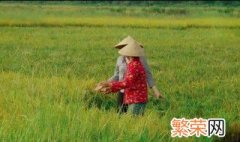东南亚重要的稻米出口国有哪些 东南亚稻米出口国有哪些