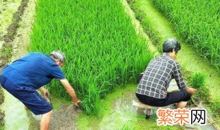 农业中的粮食作物与经济作物有什么区别 农业中的粮食作物与经济作物的不同