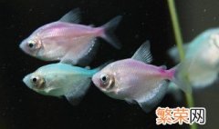 黑裙鱼的繁殖方法 黑裙鱼介绍