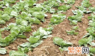 油菜肥施多了怎么办视频 油菜肥施多了怎么办