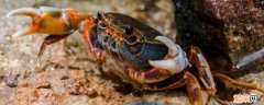 螃蟹放水里能活多久 螃蟹放在水里能活多久