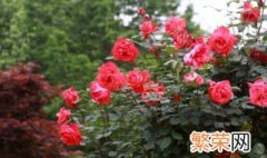 室内什么花四季开花又好养 什么花四季开花又好养