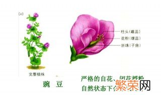 什么是闭花授粉 闭花授粉是什么