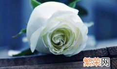 白玫瑰花代表什么意思 关于白玫瑰花的介绍