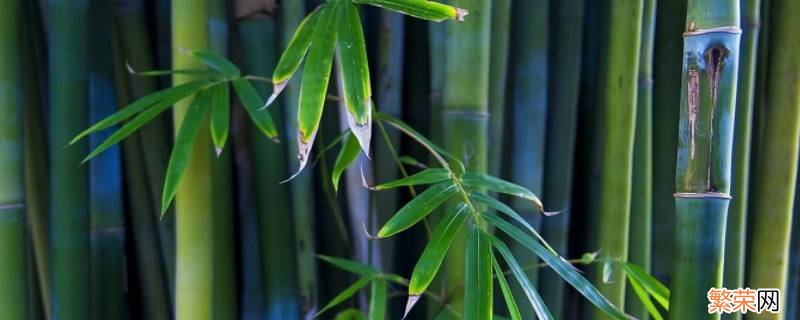 重竹是什么意思 重竹是什么