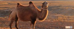 骆驼是国家保护动物吗 骆驼属于国家保护动物吗