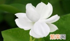 梦见白花是什么意思 梦见白花是什么征兆