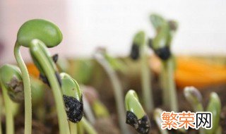 豆子怎么种才能发芽 豆子怎么种才能发芽100个字