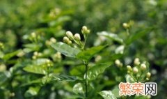 茉莉花茶是什么地方产的 茉莉花茶是哪里产的