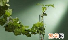 在家里种什么藤类植物好 关于在家里种什么藤类植物好