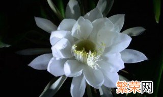 昙花的叶子蔫了怎么办 昙花老叶子萎蔫