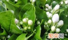 茉莉花叶子蔫了是什么原因 茉莉花发蔫