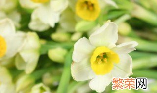 水仙花冻了叶子蔫巴了怎么办 水仙花蔫了怎么回事