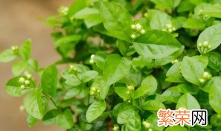 茉莉花什么季节开花 茉莉花什么季节开花,它的特点是什么?