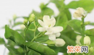 一般茉莉花的花期是多长时间 茉莉花几月份开花期有多长