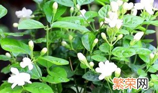 茉莉花掉花是什么原因 茉莉花为什么老掉花