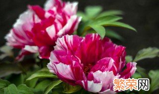 牡丹花子怎样种植 牡丹花子怎么种?