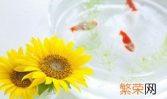 樱花虾可以和孔雀鱼一起养吗 樱花虾能和鱼一起养吗