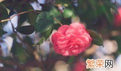 茶花可以养在室内吗 茶花可以养在室内吗有风水