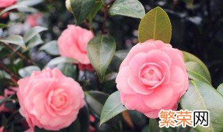 山茶花可以在室外养吗 山茶花可以在室内养吗