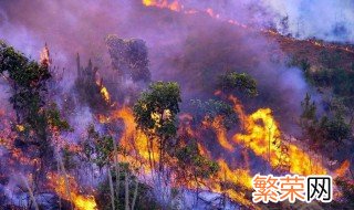 澳大利亚森林大火对生态的影响 澳大利亚大火生态影响
