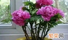 牡丹花可以在室内养吗有没有毒 牡丹花可以在室内养吗