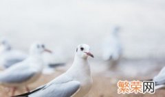 夏天信鸽注意什么 夏天信鸽需注意什么呢