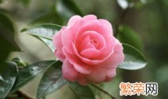 四季山茶花的扦插繁殖步骤是什么 四季茶花怎样繁殖扦插