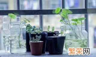 水培植物用什么水养好 如何养好水培植物