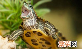 乌龟能长期放鱼缸里吗 乌龟能长期养在鱼缸吗