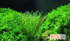 割水草技巧 割水草技巧介绍