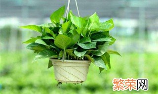 绿萝种植技巧是什么 绿萝种植技巧是什么呢