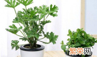 家里种什么植物空气好 家里种什么植物好