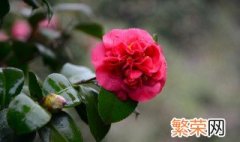 养茶花的正确方法 养茶花的正确方法是什么