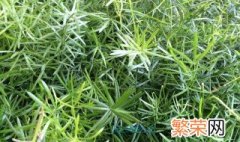 武竹种子的种植方法图片 武竹种子的种植方法