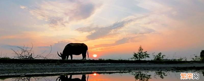 夕阳西下有哪些动物 夕阳西下的动物是什么动物