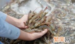 新鲜活虾保存方法 如何保存活虾