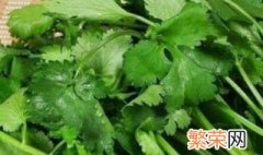 香菜怎么移栽 香菜移栽的方法介绍