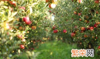 花牛苹果怎么挑 花牛苹果怎么挑选