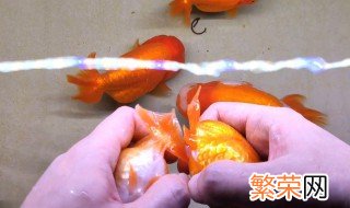 金鱼产卵后要怎么处理呢 金鱼产卵后处理方法