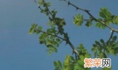 花椒树移栽方法 花椒树移栽方法花椒树为什么栽不活