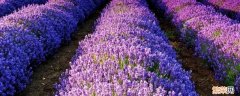 lavender是什么颜色 lavender是什么颜色的意思
