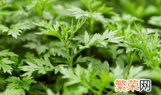 艾叶煮水可以治荨麻疹吗 艾叶煮水可不可以治荨麻疹